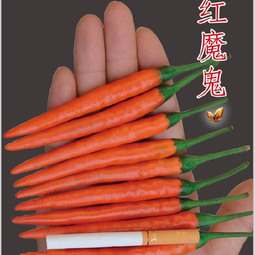 泌阳县朝天椒种子  陆霸红魔鬼，不惧地形丰硕高产