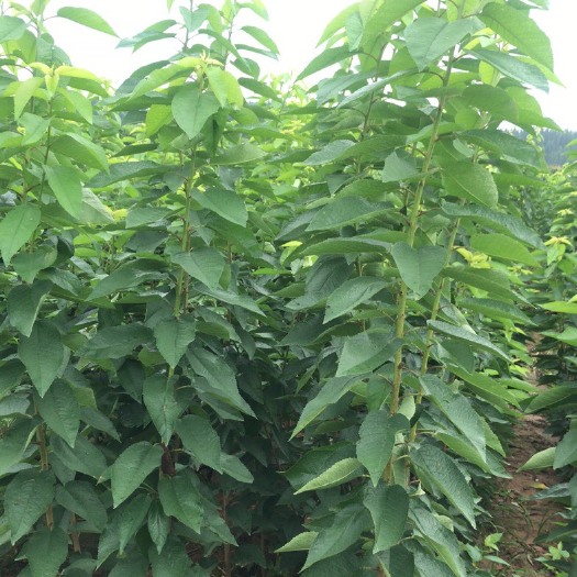 沂源县 优质布鲁克斯樱桃苗，识货的来，品种保证