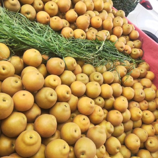 荆州正宗太湖黄花梨