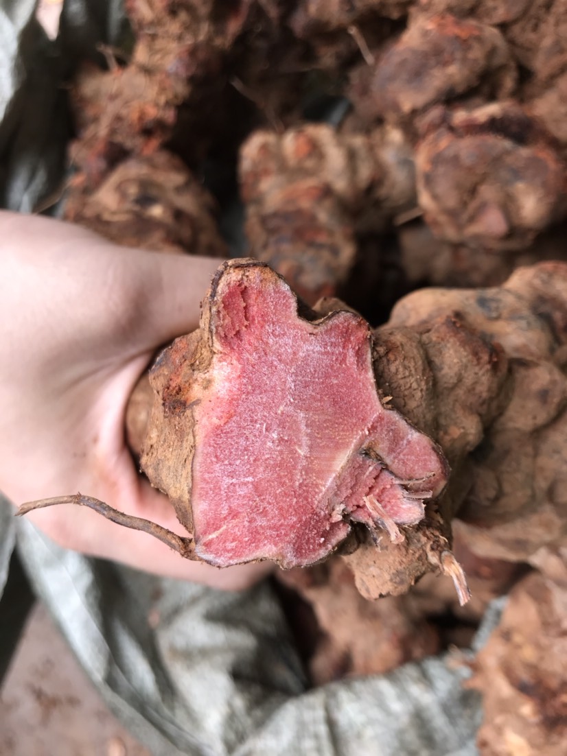 广东省包邮，红肉土茯苓，量大从优，质量保证