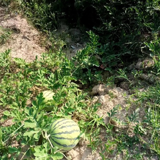 头茬刚上市的西瓜，有需要的联系