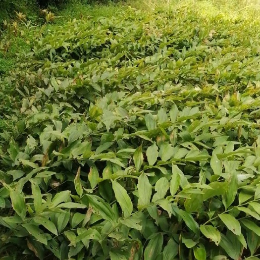 双峰县 湘玉竹，自家家庭农场种植