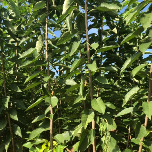 潍坊 美早樱桃苗 黄密樱桃苗 萨密脱樱桃苗 布鲁克斯樱桃苗