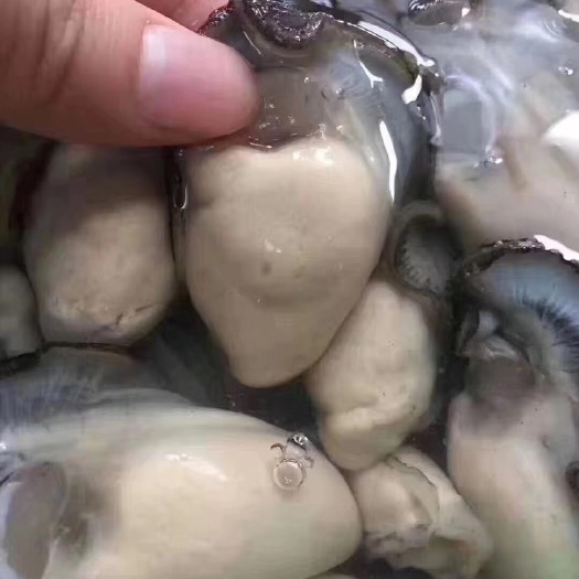 珍珠蚝  生蚝肉每天现剥当季肥蚝新鲜