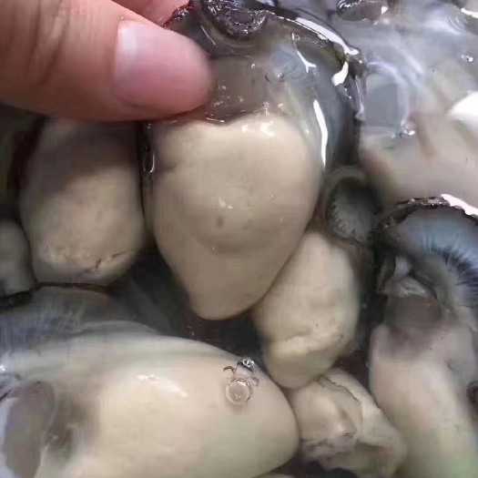 深圳珍珠蚝  生蚝肉每天现剥当季肥蚝新鲜