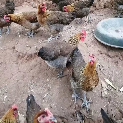 南宁 黑瑶鸡苗，我们家鸡苗能保证挑选出来的是最好的