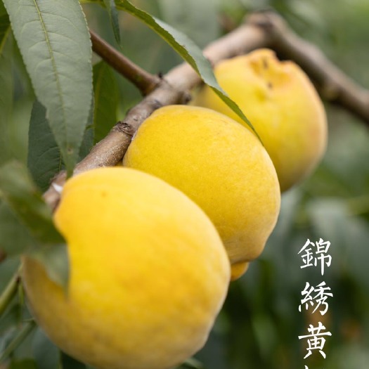 南通锦绣黄桃 70mm以上 4两以上