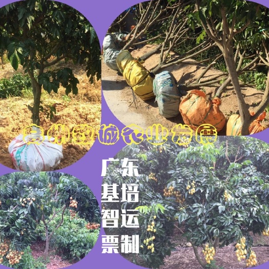 高州市鸡心黄皮苗  大鸡心黄皮果树  5-7年果树龄 大土球/营养袋苗