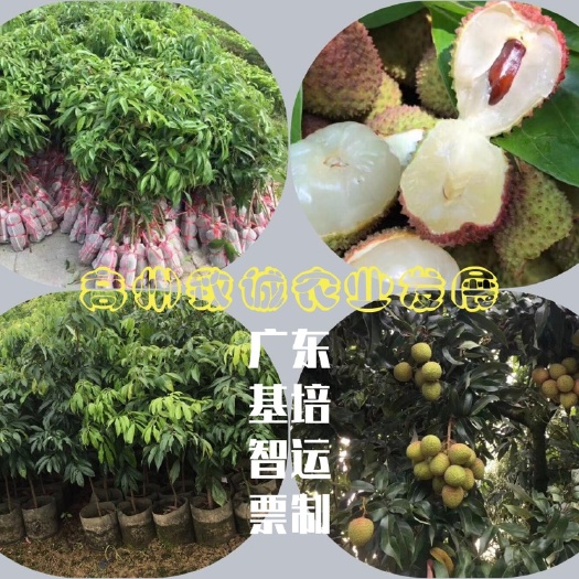 高州市妃子笑荔枝苗  妃子笑 嫁接苗 裸根/泥球/营养杯苗