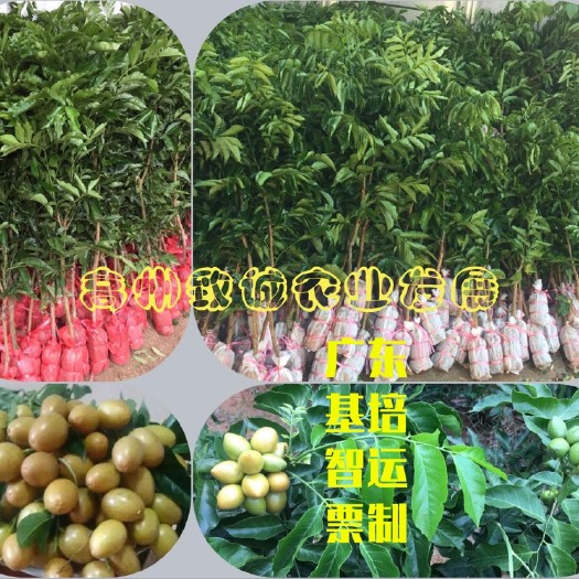 高州市牛眼黄皮果苗  牛心黄皮果苗 牛眼 黄皮果苗 裸根/泥球/营养杯袋