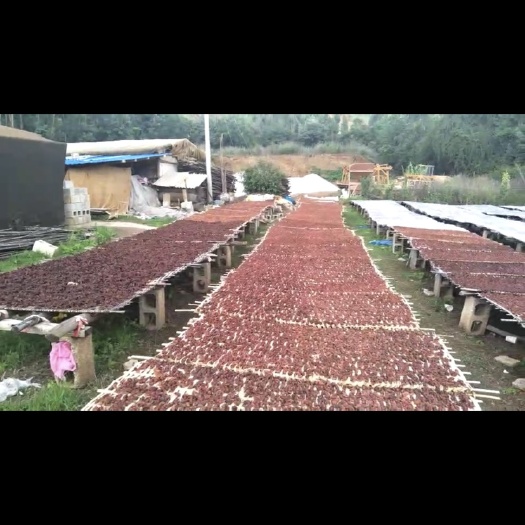 洱源县干青梅 大量批发乌梅，蝴蝶梅批发，青梅种子批发