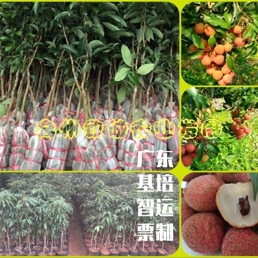 高州市白糖罂荔枝苗 又名:中华红、蜂糖罂 荔枝苗