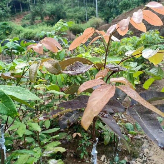 灵山县 红壳龙眼苗返季节苗
