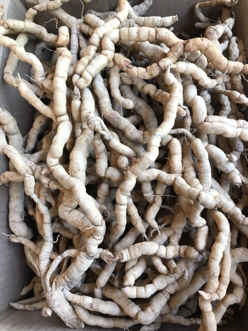 新鲜一级精品紫肉老巴戟天，质量保证，量大价优