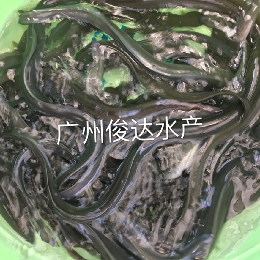 广州 鳗鱼苗