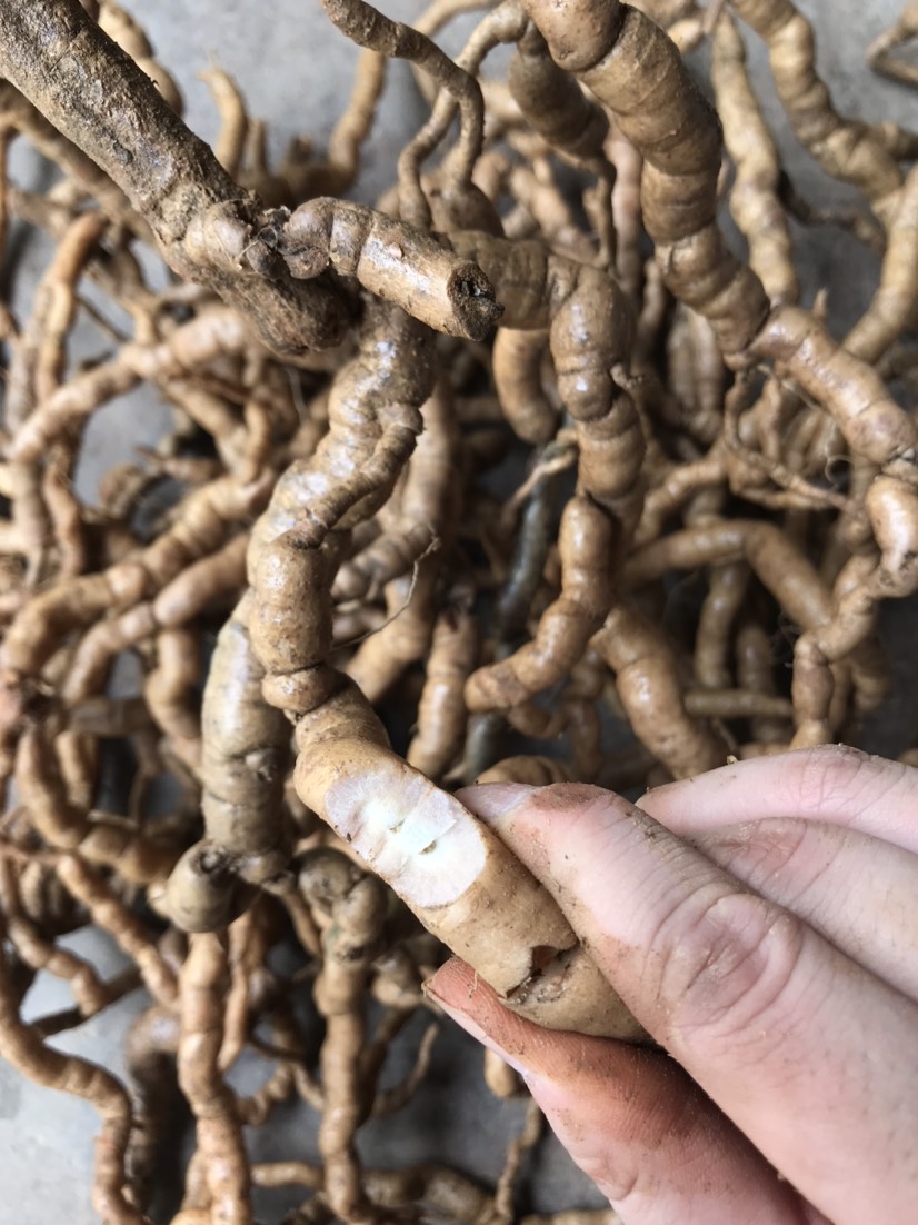 新鲜一级精品紫肉老巴戟天，质量保证，量大价优