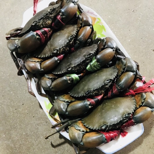 昆明青蟹 孟加拉螃蟹 280-400克公蟹母蟹膏蟹大小规格齐全零售带货