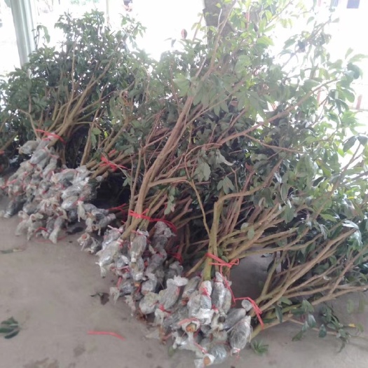 灵山县仙进奉荔枝苗