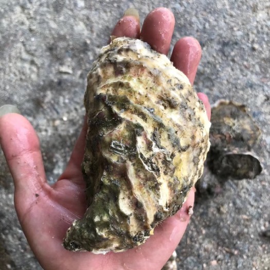 诏安县漳州生蚝 1-2两/只 2-3两/只 3-4两/只 4-5两/只 5-6两/只 6两以上/只   海水 鲜活水产