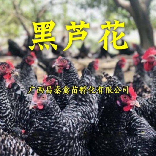 南宁 大种黑芦花鸡苗，快大型肉鸡，出栏快