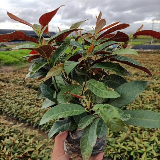 佛山红背桂盆栽 红背桂（七斤袋）基地直销，一手货源