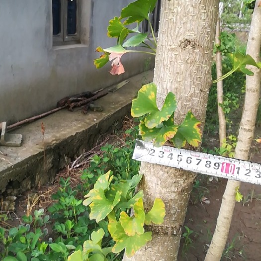 南通银杏树苗  银杏实生苗 出售银杏树，价格美丽，欢迎来参观下单