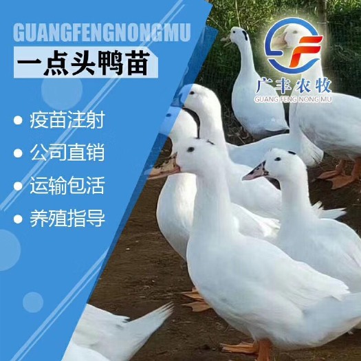 南宁白鸭苗 南宁螺鸭M18一点头 半番鸭