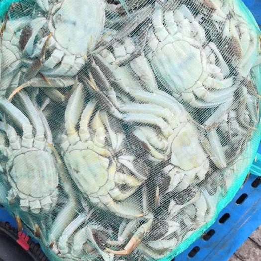 兴化市 正宗兴化红膏大闸蟹批发