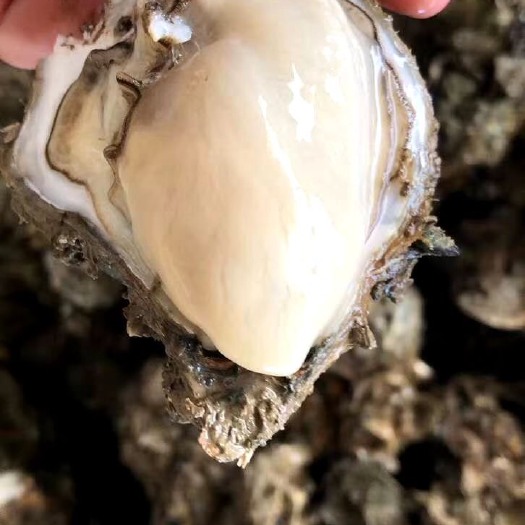阳西县 阳江生蚝牡蛎原产地直销