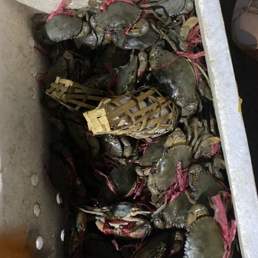 昆明缅甸黑蟹 膏蟹120克-220克左右