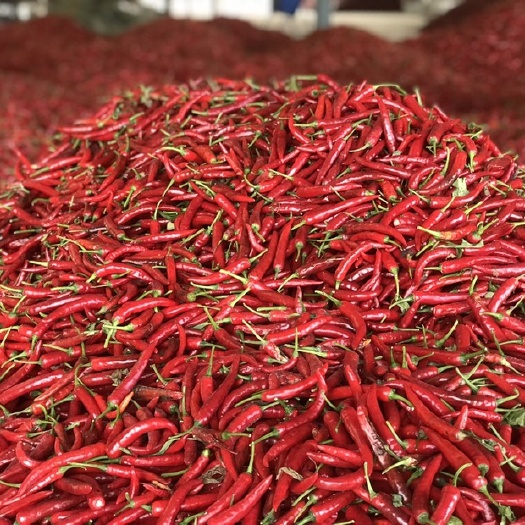都匀市艳红辣椒 供应艳椒408鲜椒