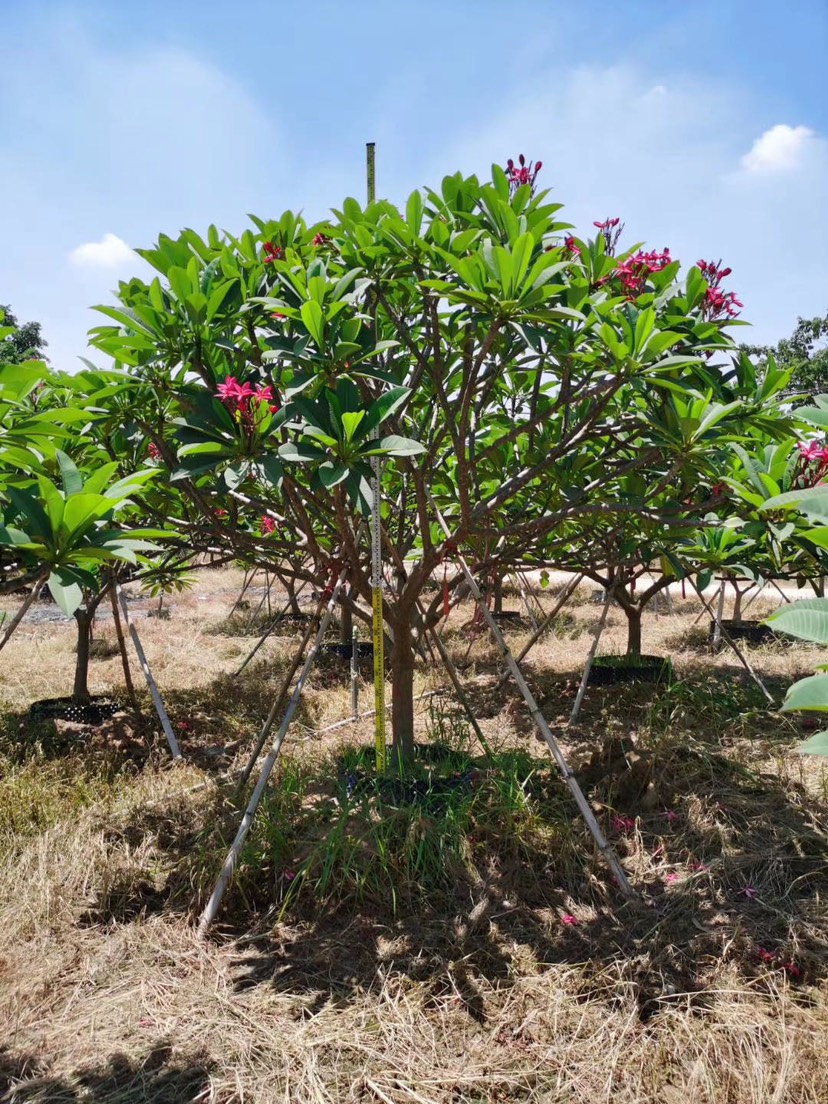 铁红鸡蛋花漳州鸡蛋花种植基地苗农低价直销批发