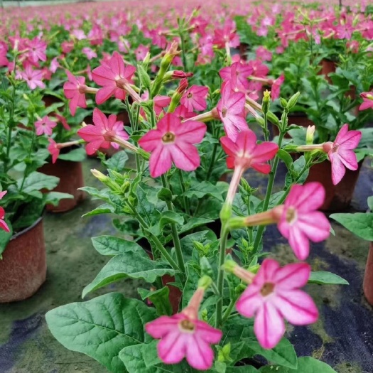 成都其它苗木 18杯花烟草基地，花烟草价格