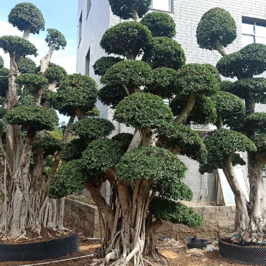 福建5米6米造型小叶榕价格 漳州小叶榕苗木批发