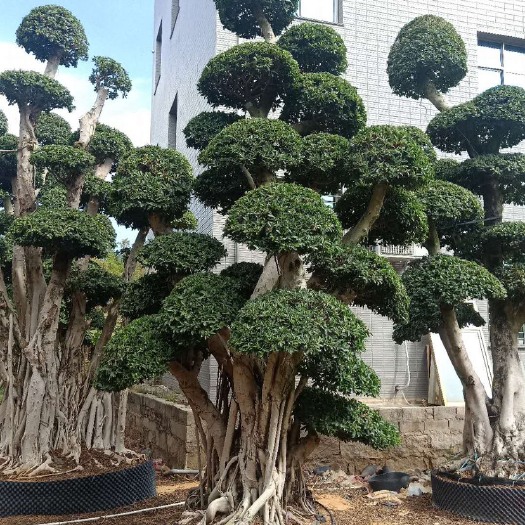 漳州福建5米6米造型小叶榕价格 漳州小叶榕苗木批发