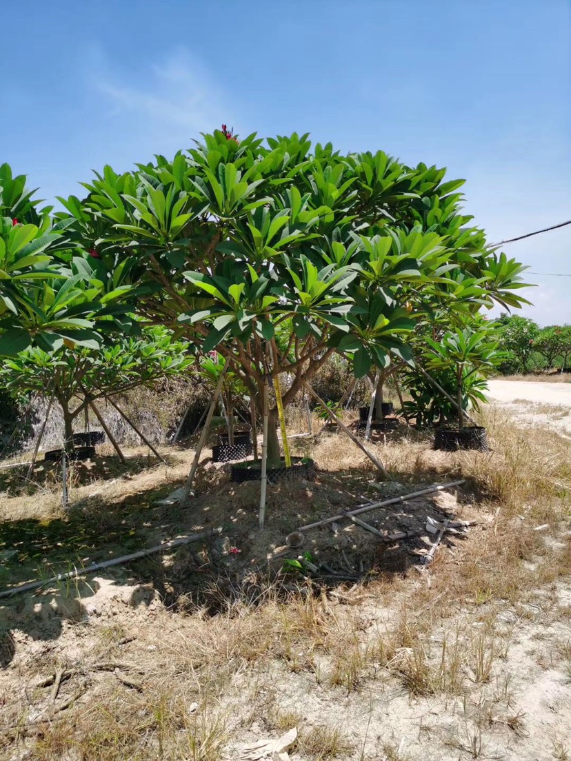 铁红鸡蛋花漳州鸡蛋花种植基地苗农低价直销批发