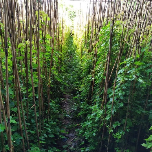 漳州漳州工程绿化爬山虎苗 藤本植物爬山虎批发 福建爬山虎价格