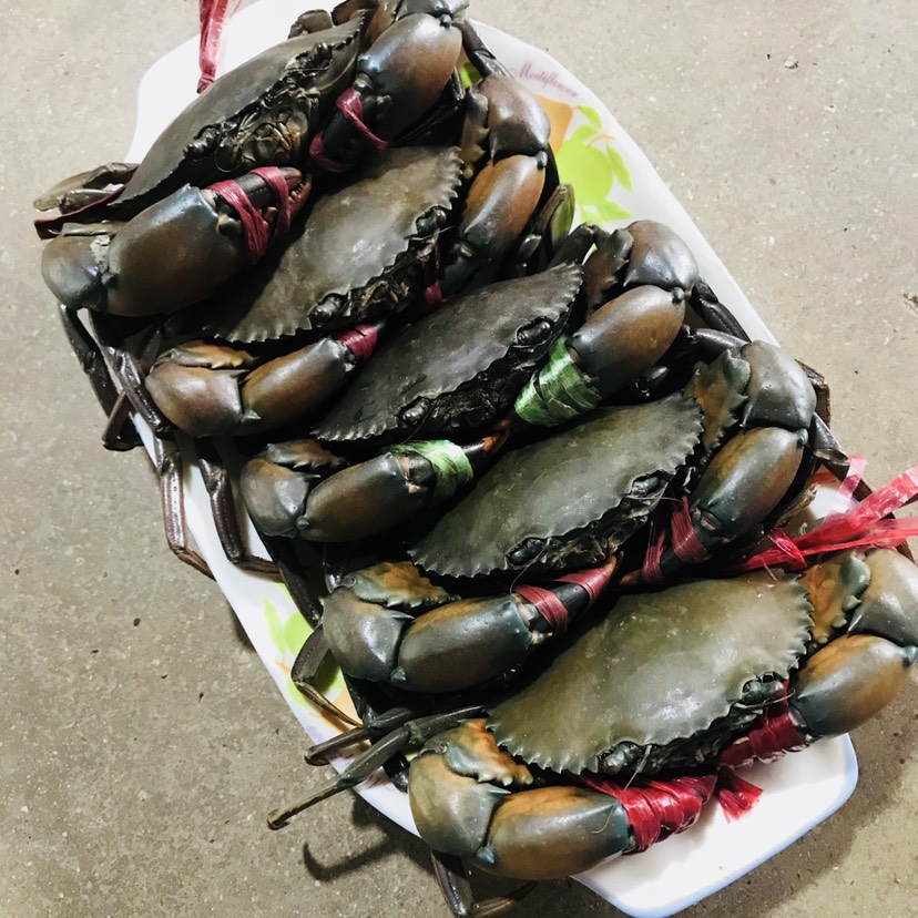 昆明铁蟹  缅甸黑蟹原产于缅甸-孟加拉一带海中，而且比大闸蟹还壮实