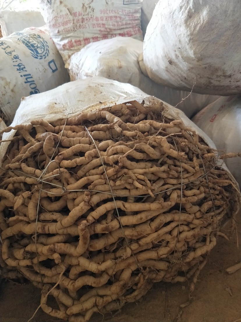 新鲜巴戟天 鸡肠薯 老身新鲜巴戟 长期供应