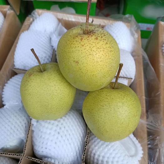 赵县河北赵县万亩精品雪花梨