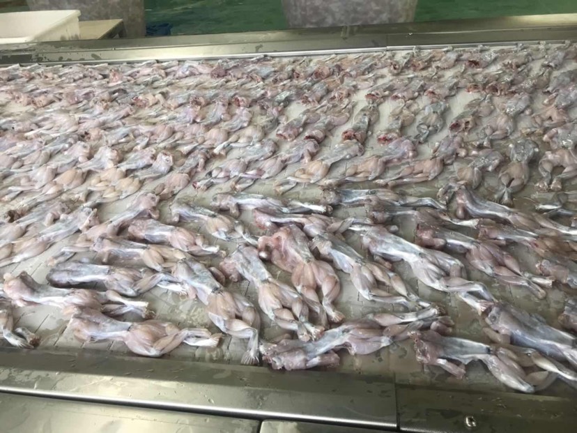 冰冻牛蛙 液氮 速冻 锁鲜 牛蛙 量大可面议