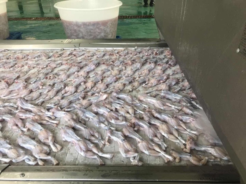 冰冻牛蛙 液氮 速冻 锁鲜 牛蛙 量大可面议