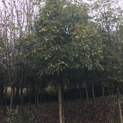 重庆市普通金丝楠木  楠木，小叶桢楠，6到8公分原产地直销。