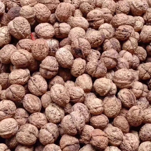 临沧薄皮核桃  2021年云南薄皮大核桃产地大货供应中
