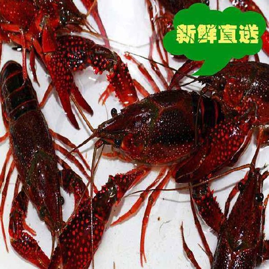 洪湖市 湖区小龙虾！肉质鲜美！规格齐全