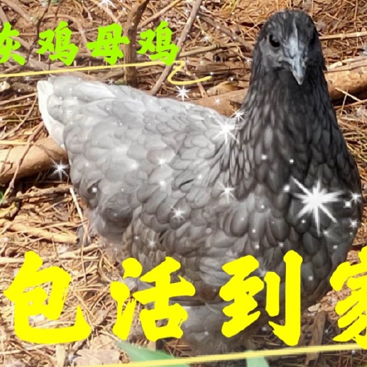 诸暨市青头麻鸭 青年半大散养安义瓦灰鸡活体母鸡公鸡