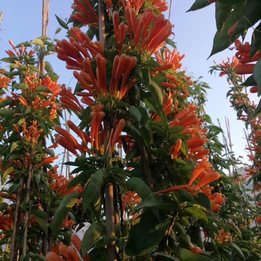 漳州福建炮仗花批发 爬藤炮仗花供应 漳州四季开花庭院植物工程绿