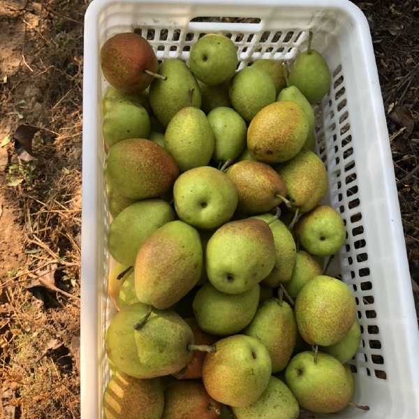 香梨  红香酥梨