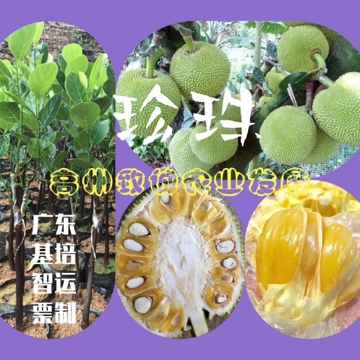 高州市马来西亚一号菠萝蜜苗  马来1/5号 泰8/越12号 榴莲蜜  珍珠菠萝蜜 常有