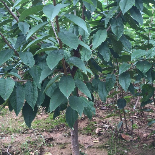 潍坊 5公分美早苗，布鲁克斯苗，齐早樱桃苗，